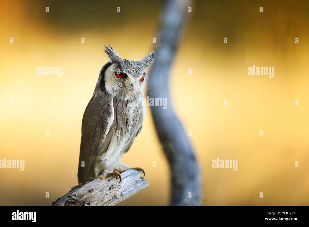 Nördliche Weißwedeleule, Otusleukotis, Vogel im Naturlebensraum Afrikas. Eule in afrikanischer Savanne. Ein Tier sitzt auf dem Ast. Wildtier-sce Stockfoto