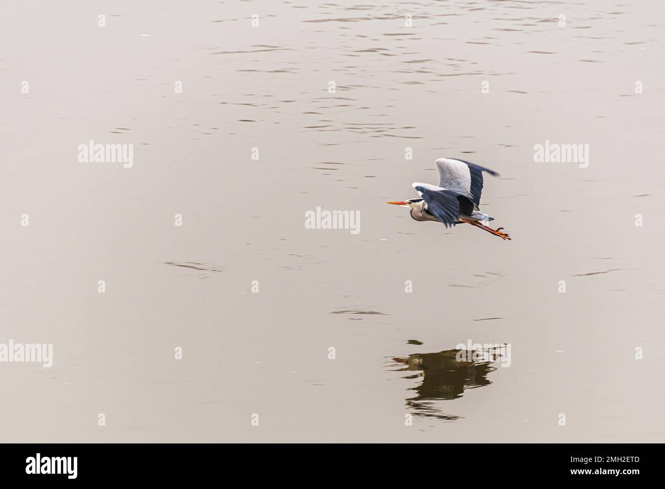 Ein grauer Reiher im Flug auf der Themse in Battersea London. Stockfoto