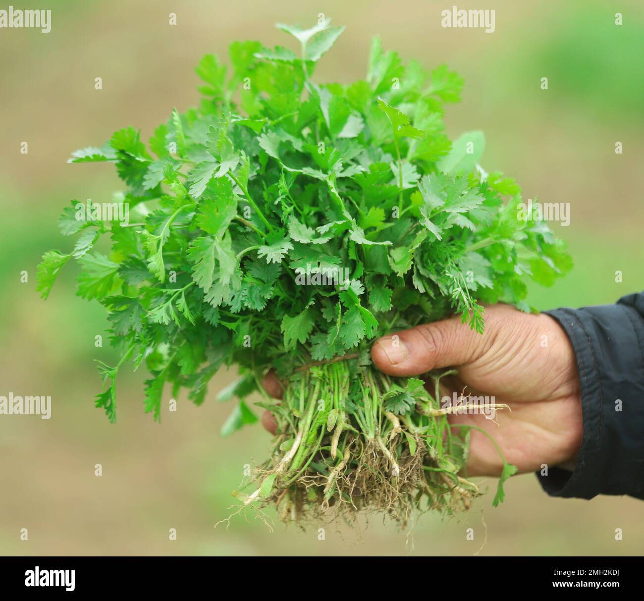 Frische Korianderblätter, die vom Feld gezogen wurden Stockfoto