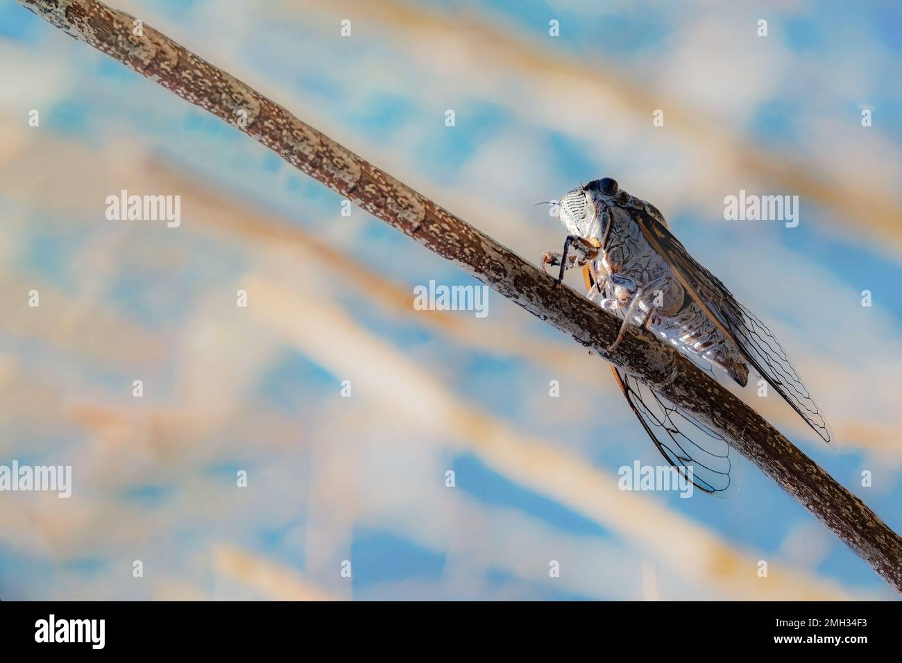 Die singenden Zikaden (Auchenorrhyncha)cicadas Stockfoto
