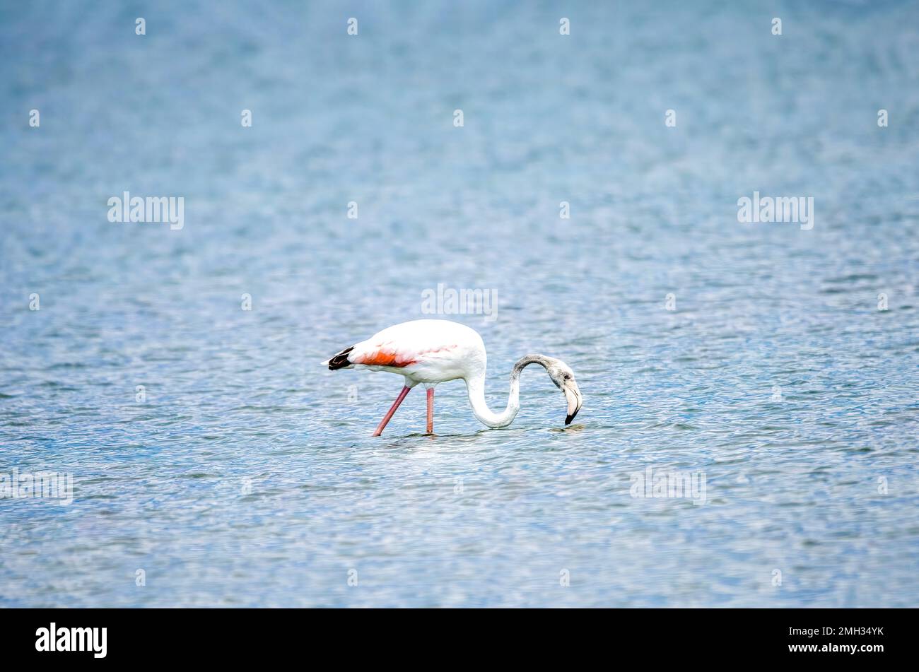 Ein weißer rosafarbener Flamingo mit blauem Wasser als Hintergrund. Dieser waten allein im Naturschutzgebiet von Korinisia Stockfoto