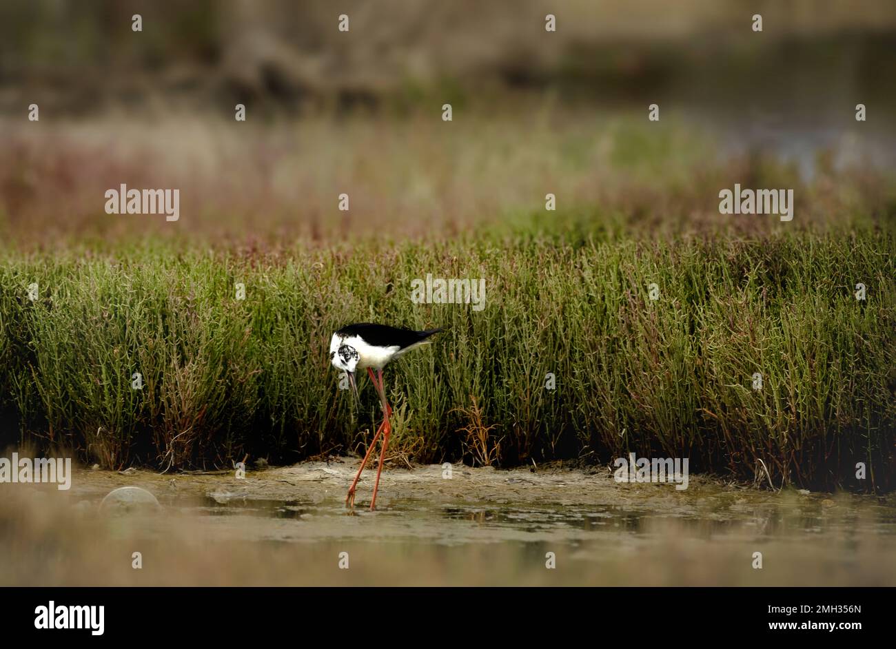 Schwarzflügelpfahl (Himantopus himantopus), ich sah es, als ich mich ein wenig zwischen dem Schilf versteckt hatte Stockfoto