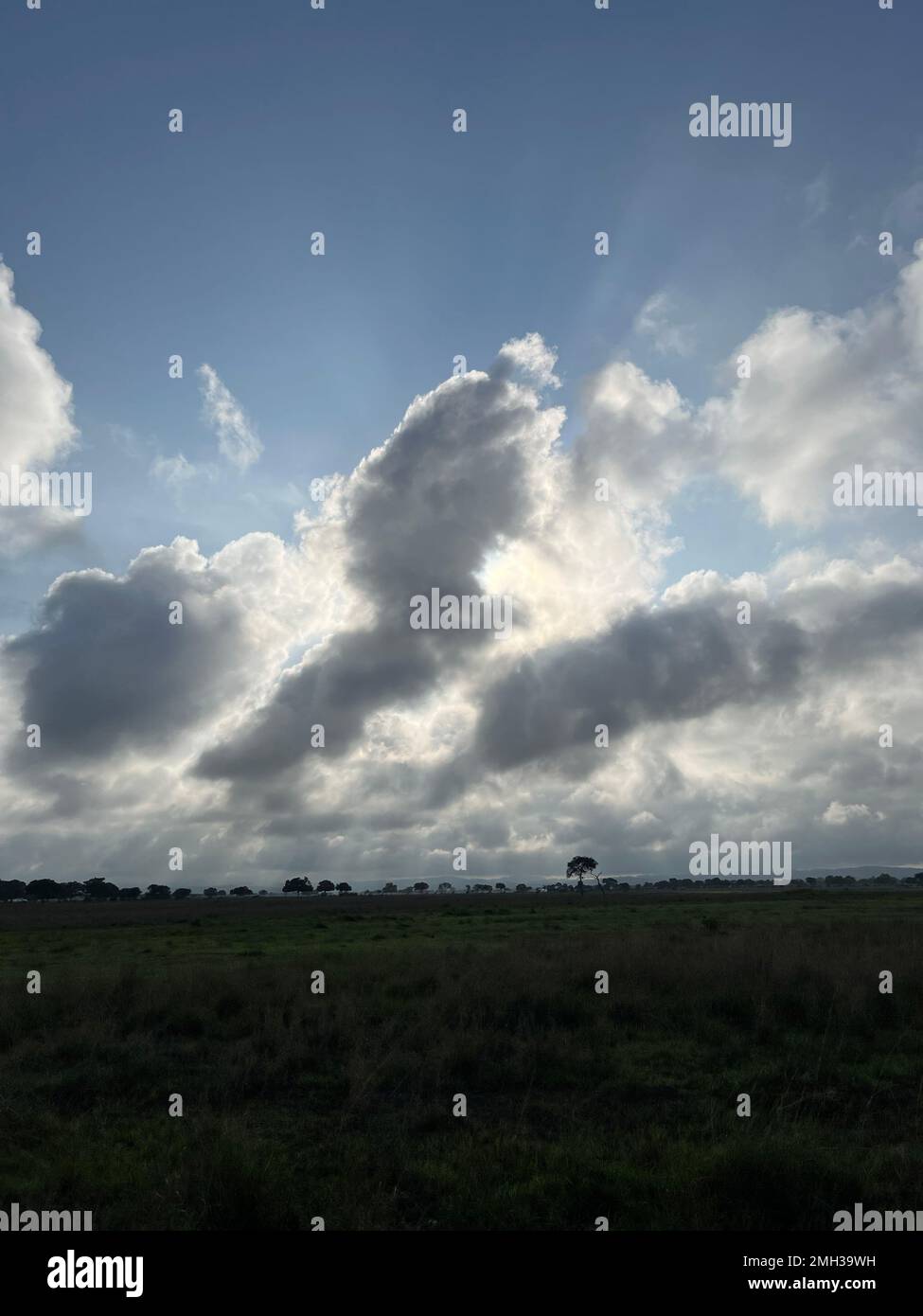 Ein Baum in der Mitte des Waldes oder Feldes mit schönem Blick auf Sansibar, Tansania. Stockfoto