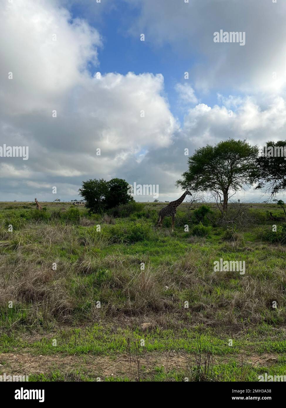 Wilde Giraffen in der Savanne, ein Giraffentier mit einem Baum im Wald, Safari in Sansibar, Tansania. Stockfoto