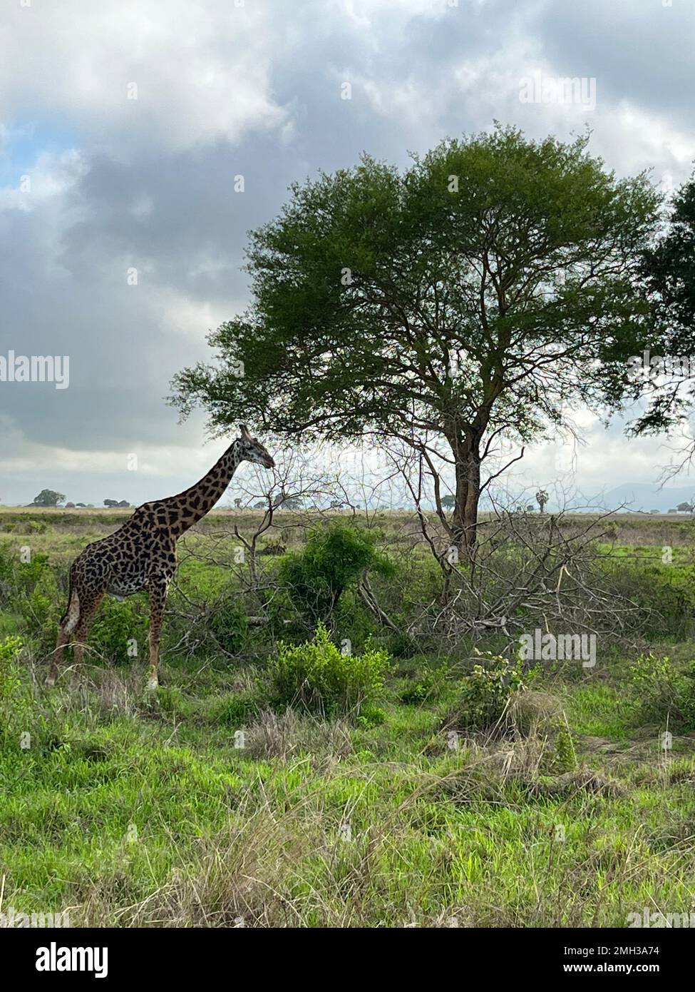 Wilde Giraffen in der Savanne, ein Giraffentier mit einem Baum im Wald, Safari in Sansibar, Tansania. Stockfoto