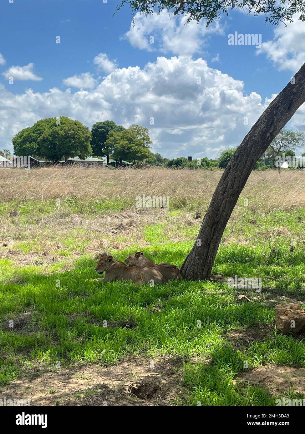 Eine Familie von Löwen und Löwen, die im Sommer in Sansibar, Tansania, unter dem Baum saß. Stockfoto