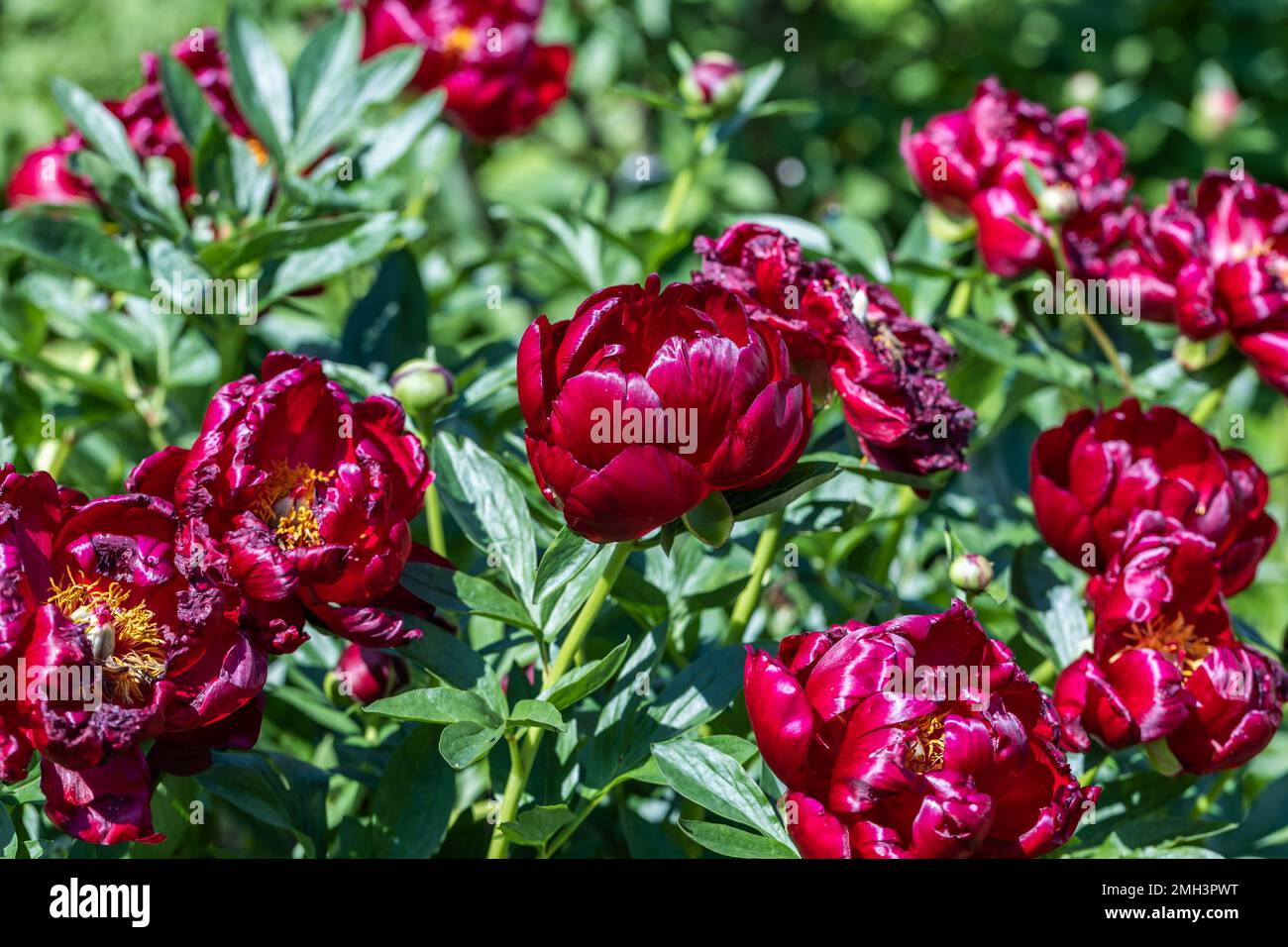 Paeonia Buckeye Belle blüht im Garten. Paeonia lactiflora Chinesische Pfingstrose oder gemeinsame GartenPfingstrose Stockfoto