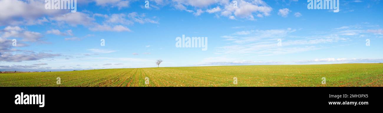 Fantastisches Panoramabild von blauem Himmel und weißen verstreuten Wolken und grünem Ackerland mit einem einzigen Baum Stockfoto