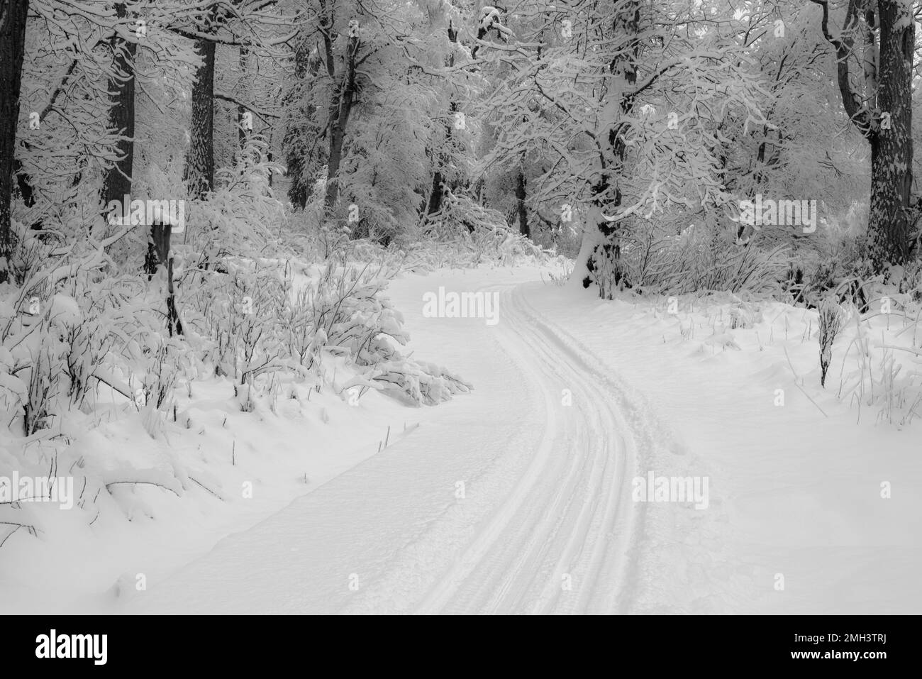 Langlaufloipen auf frischem Schnee im Eagle River Nature Center in SouthCentral Alaska. Stockfoto