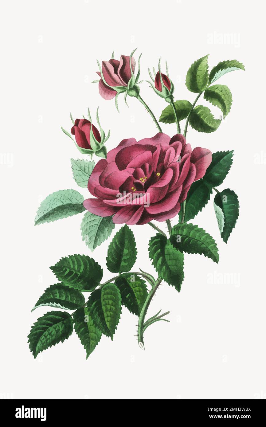 Vektor botanische Rose Blume vintage Illustration Stock Vektor
