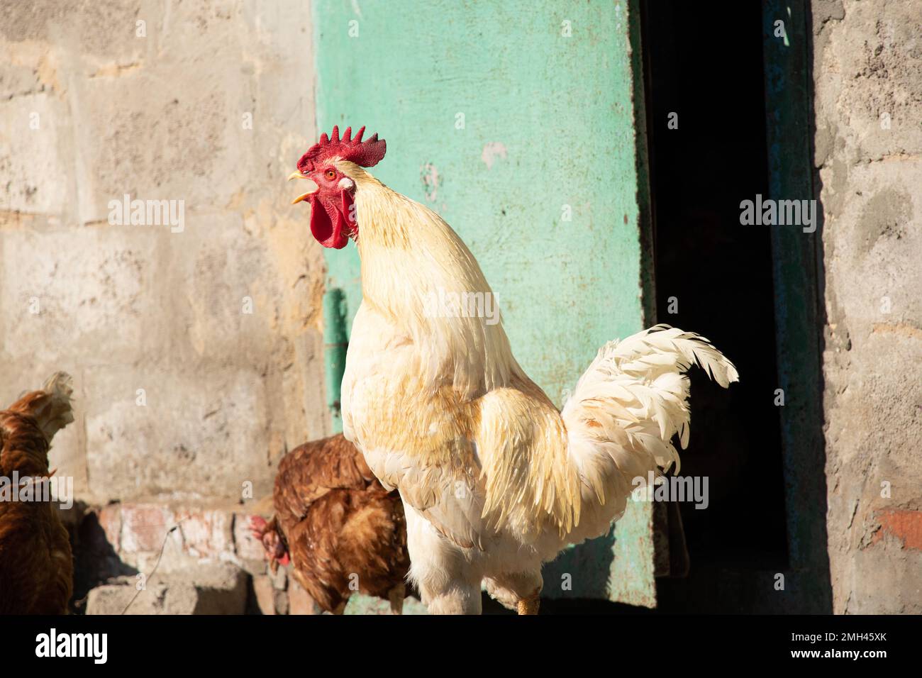 Hummer und Hennen in einem Dorf in der Ukraine in der Sonne im Garten, Geflügel, Hahn Stockfoto