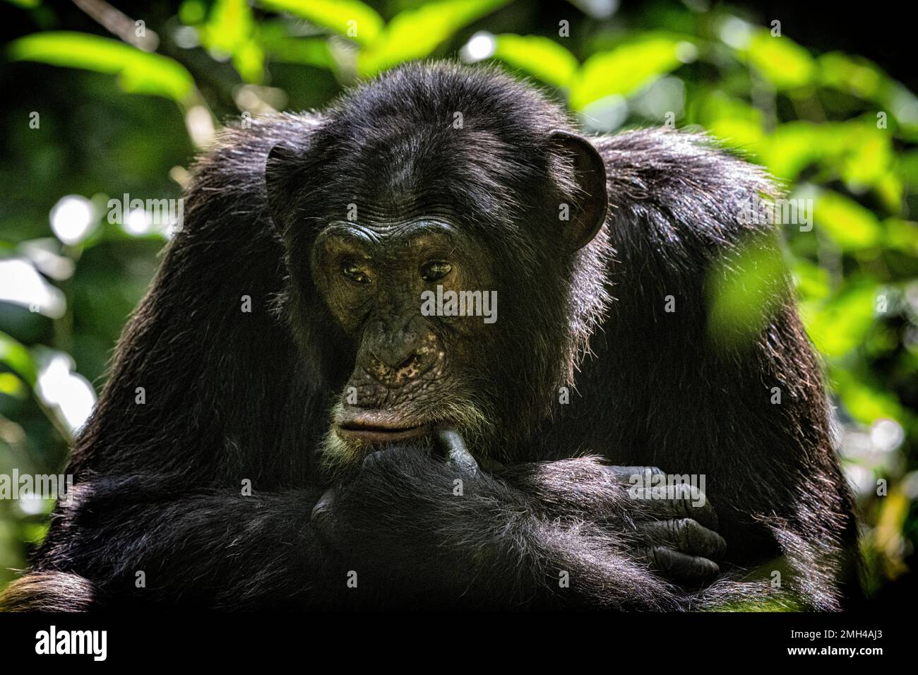 Ein Schimpanse, der aufmerksam aussieht, während er tief im Regenwald sitzt. Bild aufgenommen im Kibale Regenwald, West-Uganda. Stockfoto