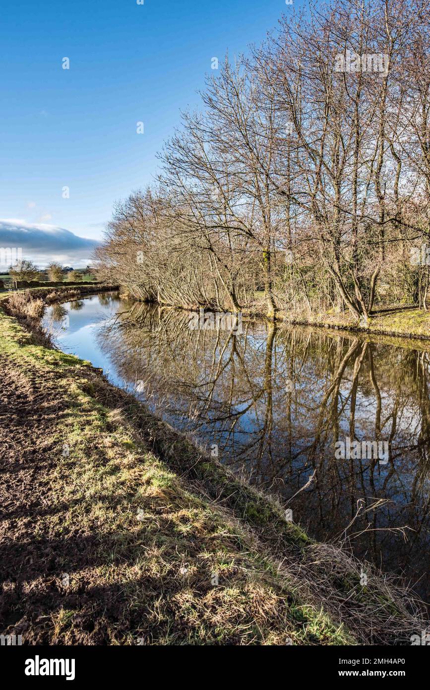 Winterbäume auf dem Leeds & Liverpool Kanal bei Gargrave. Stockfoto