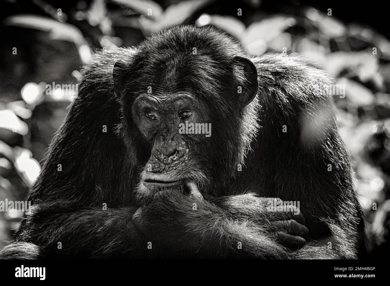 Ein Schimpanse, der aufmerksam aussieht, während er tief im Regenwald sitzt. Bild aufgenommen im Kibale Regenwald, West-Uganda. Stockfoto