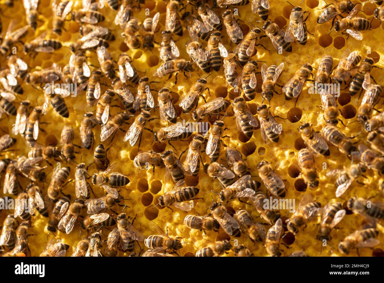 Bienen in Bewegung arbeiten an einem Rahmen mit Wabenmuster. Insekten, die für die Honigproduktion arbeiten Stockfoto
