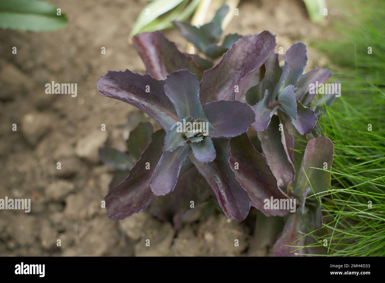 Rote Sedumblätter im Garten. Sommer und Frühling Stockfoto