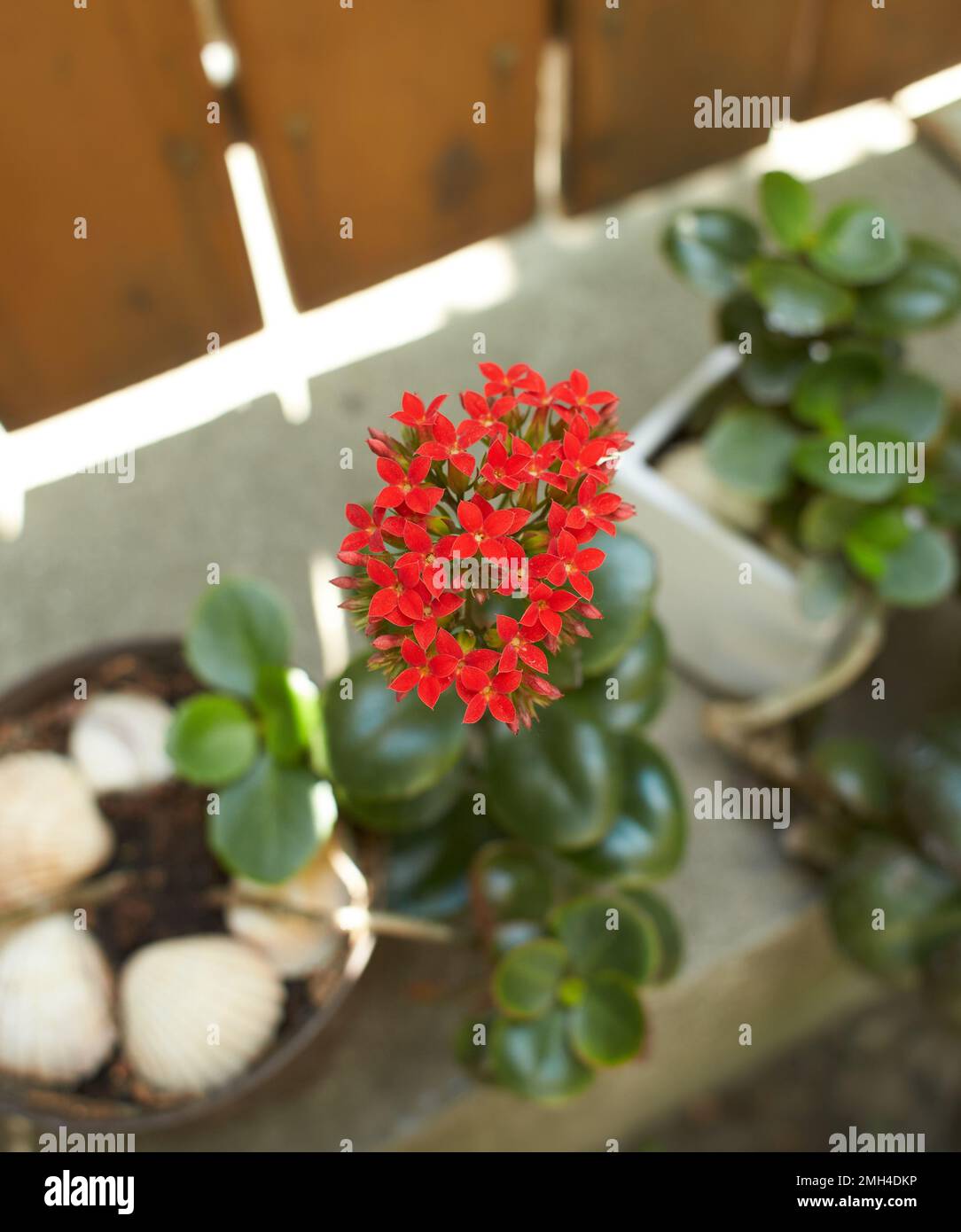 Rote Blume in der Blte von Indoor Plant Kalanchoe, beliebte blhende  saftige Hauspflanze, auch bekannt als der Nervenkitzel der Witwe.  Zimmerpflanzen Stockfotografie - Alamy
