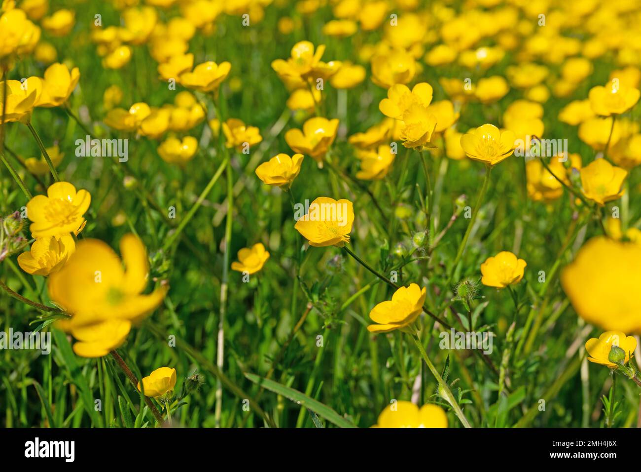 Butterblumen, Ranunculus acris, im Frühjahr Stockfoto