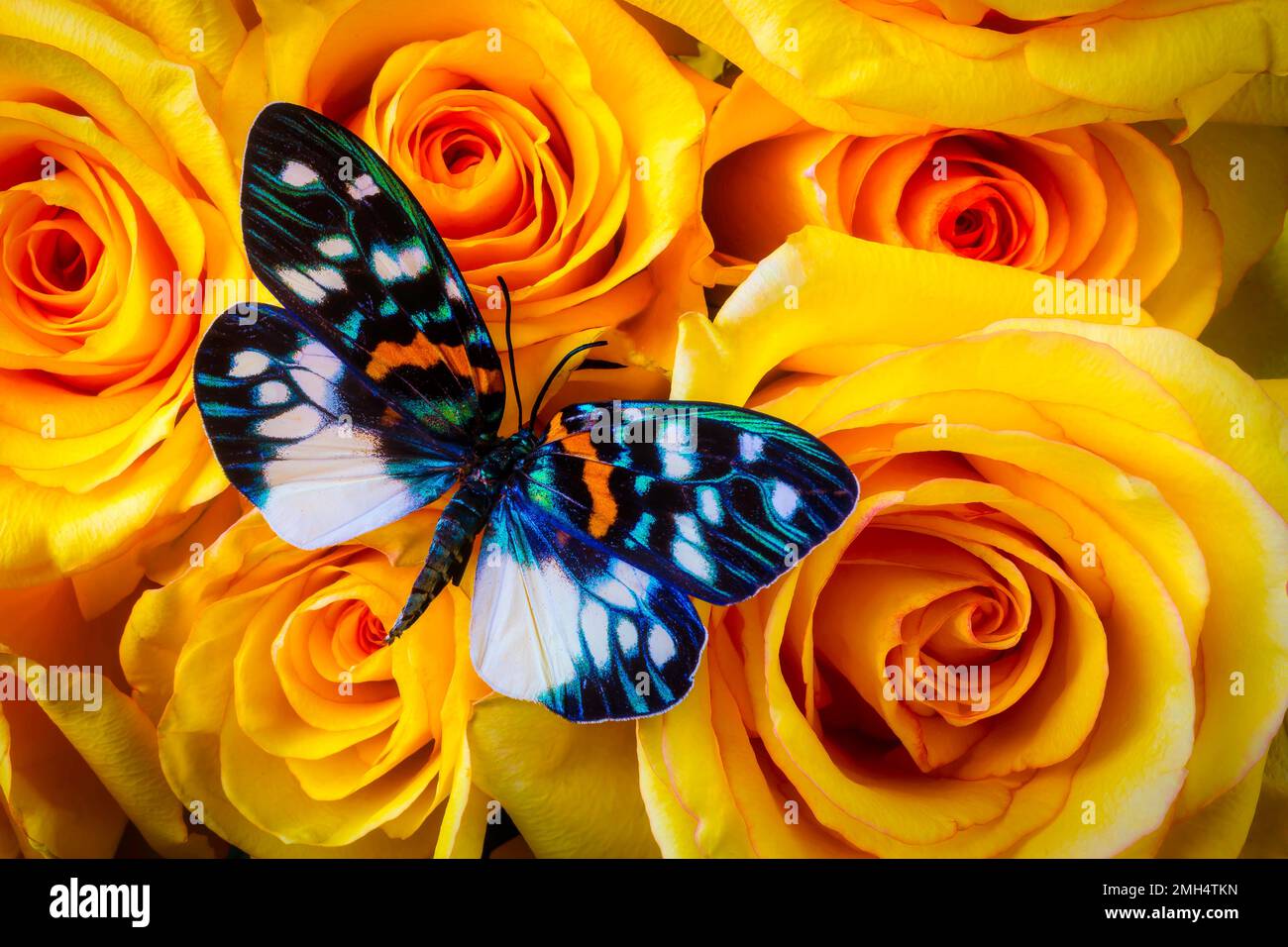Sehr Hübscher Schmetterling Stockfoto