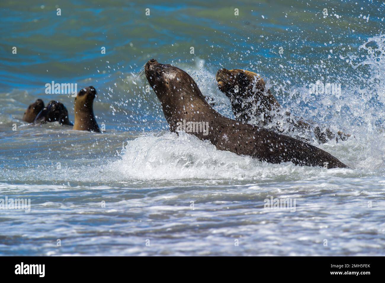 Seelöwen, Halbinsel Valdes, Patagonien, Argentinien Stockfoto