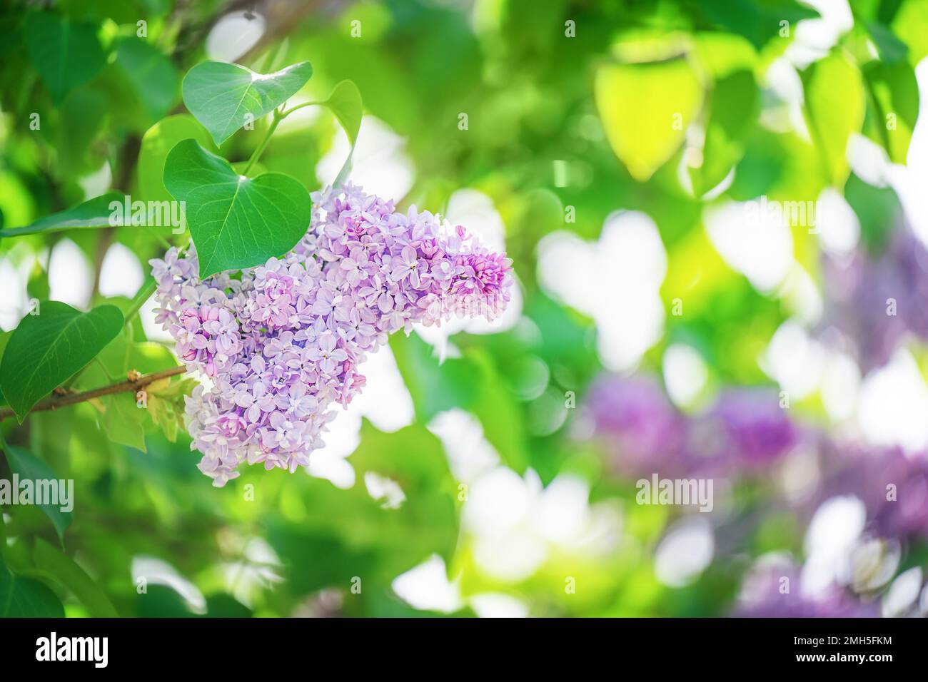 Violetter, lebendiger Fliederbusch mit blühenden Knospen im Frühlingsgarten. Stockfoto