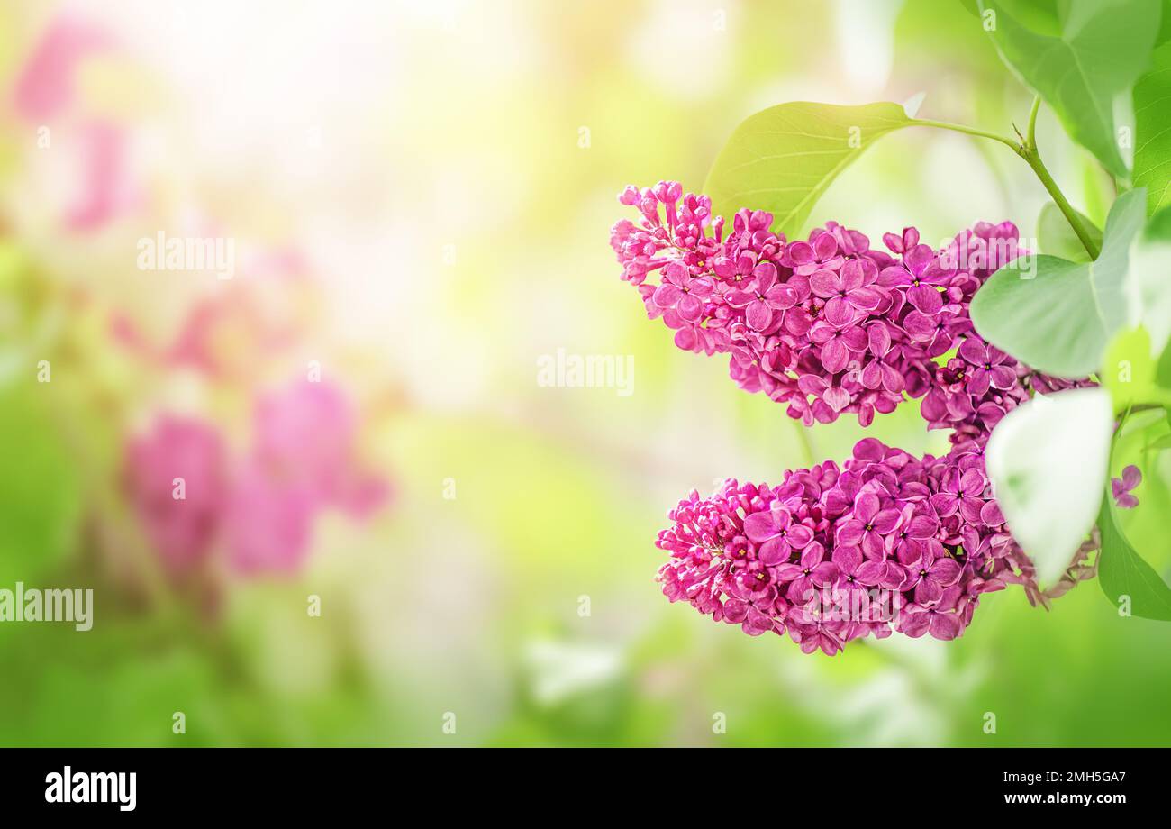 Blühender rosafarbener und lilafarbener Asthintergrund im Frühlingsgarten Stockfoto