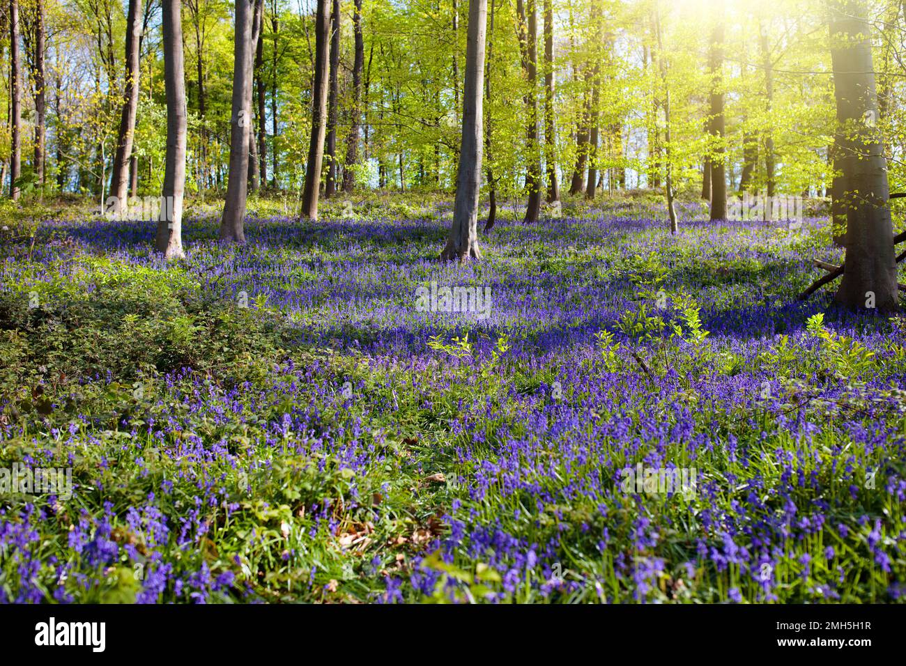 Bluebell Woods. Wunderschöne Landschaft mit Bluebell-Blumenwäldern am sonnigen Frühlingstag. Blühende blaue Glockenblumen auf der Wiese. Sonniger Wald mit Blauen Glocken. Stockfoto