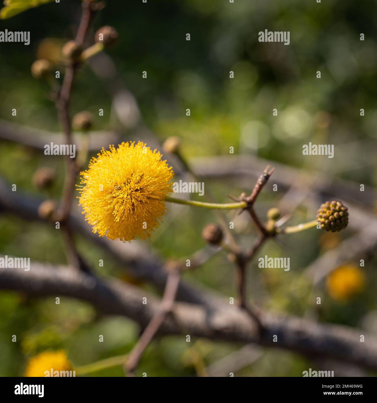 Nahaufnahme der gelben Blume des Acacia Farnesiana-Baumes mit unscharfem Hintergrund. Quadratischer Rahmen Stockfoto