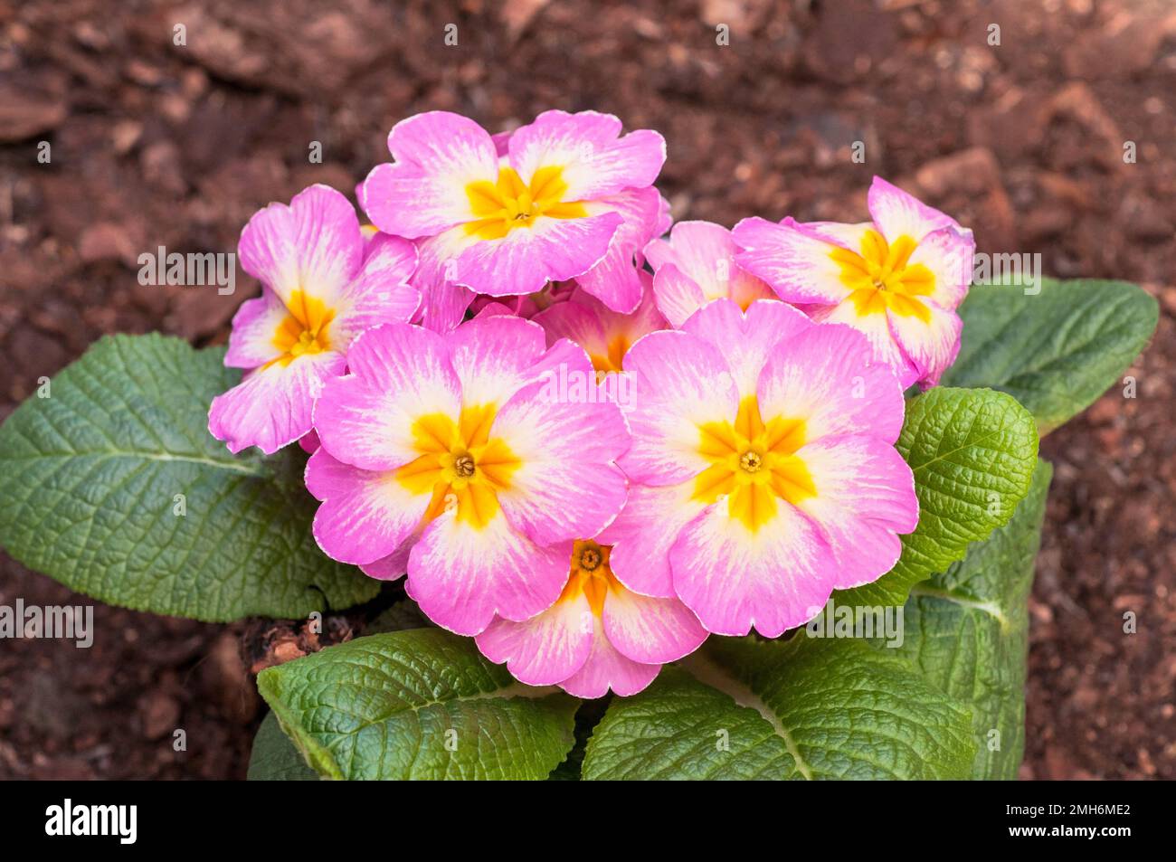 Nahaufnahme von Blumen auf Primula Lipstick. Eine einzelne rosafarbene, weiße und gelbe primulaceae, die im frühen bis späten Frühling blüht, ist immergrün und vollständig hart. Stockfoto