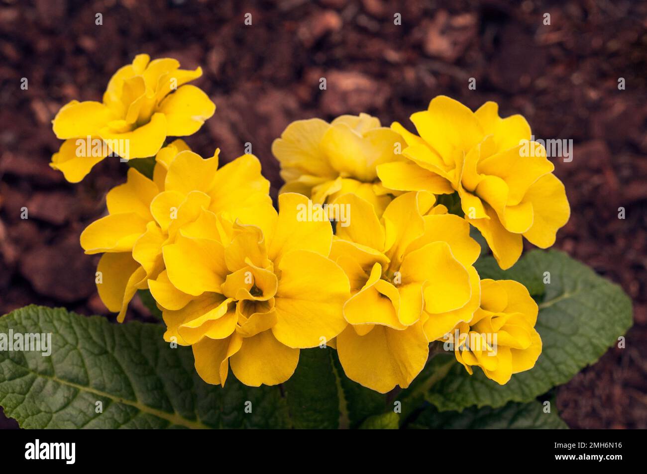 Nahaufnahme der Blumen auf Primula Rubens Yellow. Eine doppelt blühende primulaceae, die im Frühling bis zum späten Frühling blüht, ist halbimmergrün und vollständig verhärtet. Stockfoto