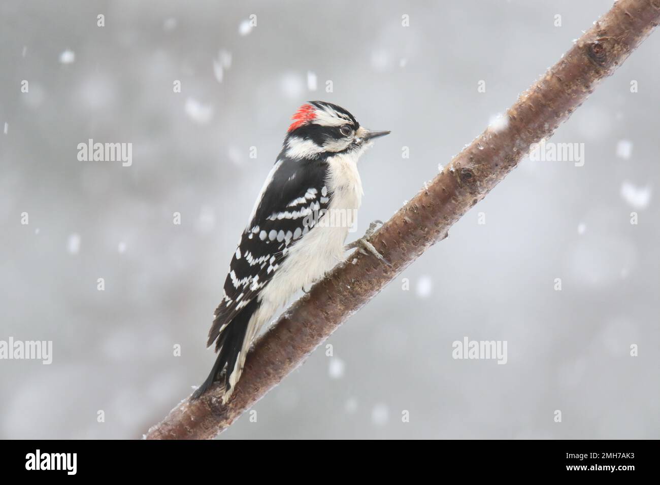 Männlicher, schäbiger Specht Picoides Pubescens in Seitenansicht, hoch oben auf einem Ast in einem Wintersturm Stockfoto