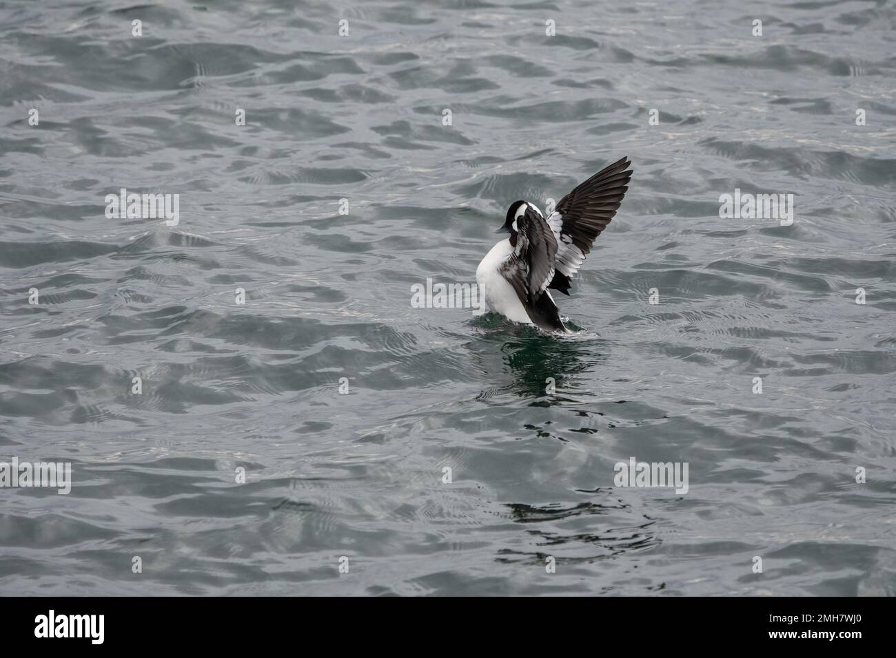 Eine männliche bufflehead-Ente mit Flügelklappe Stockfoto