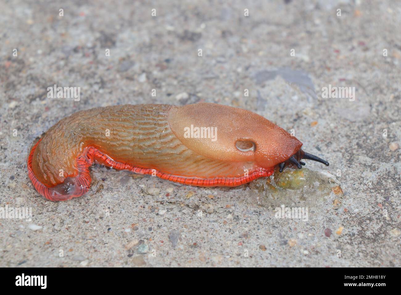 Große Landschnecke oder panzerlose Landschnecke Muscheln Hi-res Stockfoto