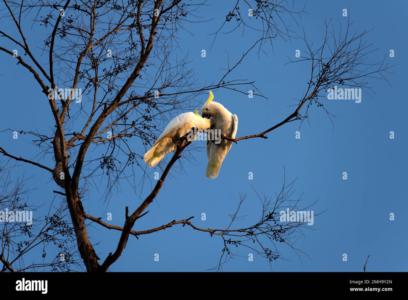 Ein Paar Sulphur-Crested Cockatoos (Cacatua galerita), die ihre Liebe auf einem Baum in Sydney, NSW, Australien, zum Ausdruck bringen (Foto: Tara Chand Malhotra Stockfoto