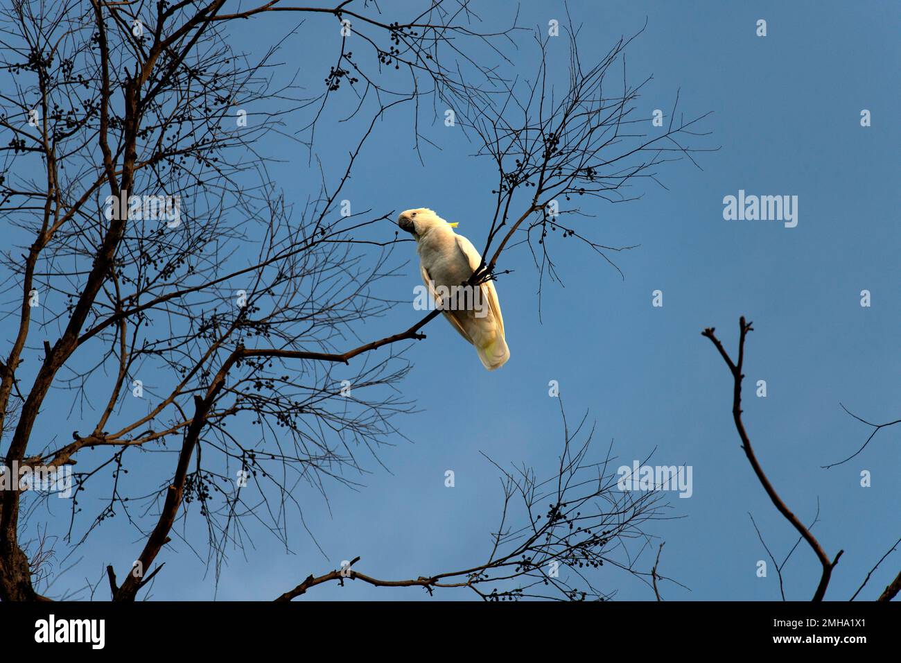Sulphur-Crested Cockatoo (Cacatua galerita) am Ast eines Baumes in Sydney, NSW, Australien (Foto: Tara Chand Malhotra) Stockfoto