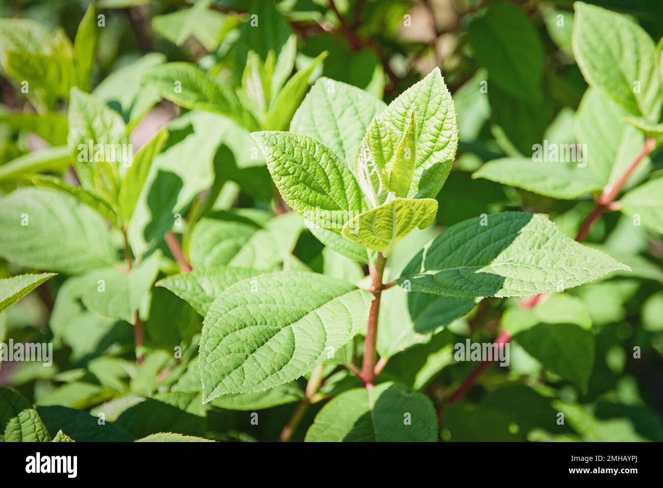 Hortensien-Pflanze im Garten, Hortensien-Paniculata, Hortensien-Grünblätter im Frühling, keine Blumen Stockfoto