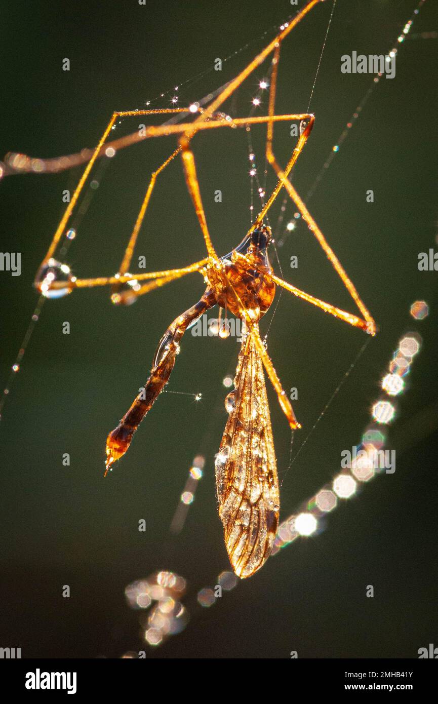 Tipula oleracea in einem Spinnennetz gefangen, bedeckt mit glitzerndem Tau Stockfoto