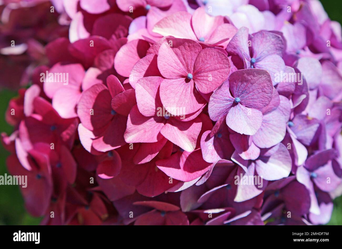 Rosa und violette Hortensia Stockfoto