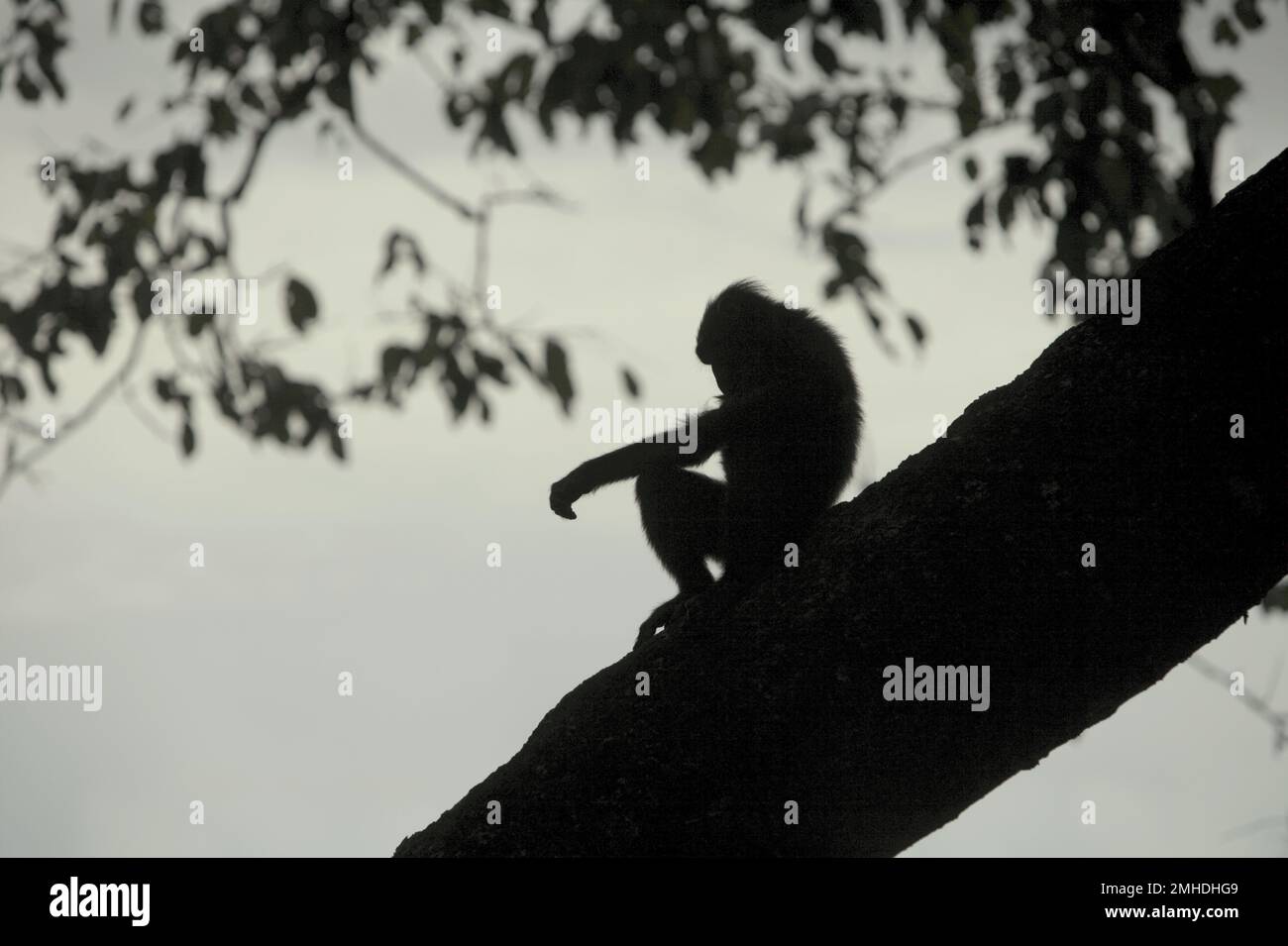 Ein Sulawesi-Schwarzkammmakaken (Macaca nigra) ist vor hellem Himmel auf einem Baum in der Nähe eines Strandes im Naturschutzgebiet Tangkoko, North Sulawesi, Indonesien, silhouettiert. Die Auswirkungen des Klimawandels auf die endemischen Arten sind auf verändertes Verhalten und Nahrungsverfügbarkeit zu sehen, die ihre Überlebensrate beeinflussen. „Wie die Menschen überhitzen sich Primaten und werden durch anhaltende körperliche Aktivität bei extrem heißem Wetter dehydriert“, so ein Wissenschaftler, Brogan M. Stewart, in seinem Bericht, der 2021 über das Gespräch veröffentlicht wurde. In einer wärmeren Zukunft müssten sie sich anpassen, ausruhen und im bleiben Stockfoto
