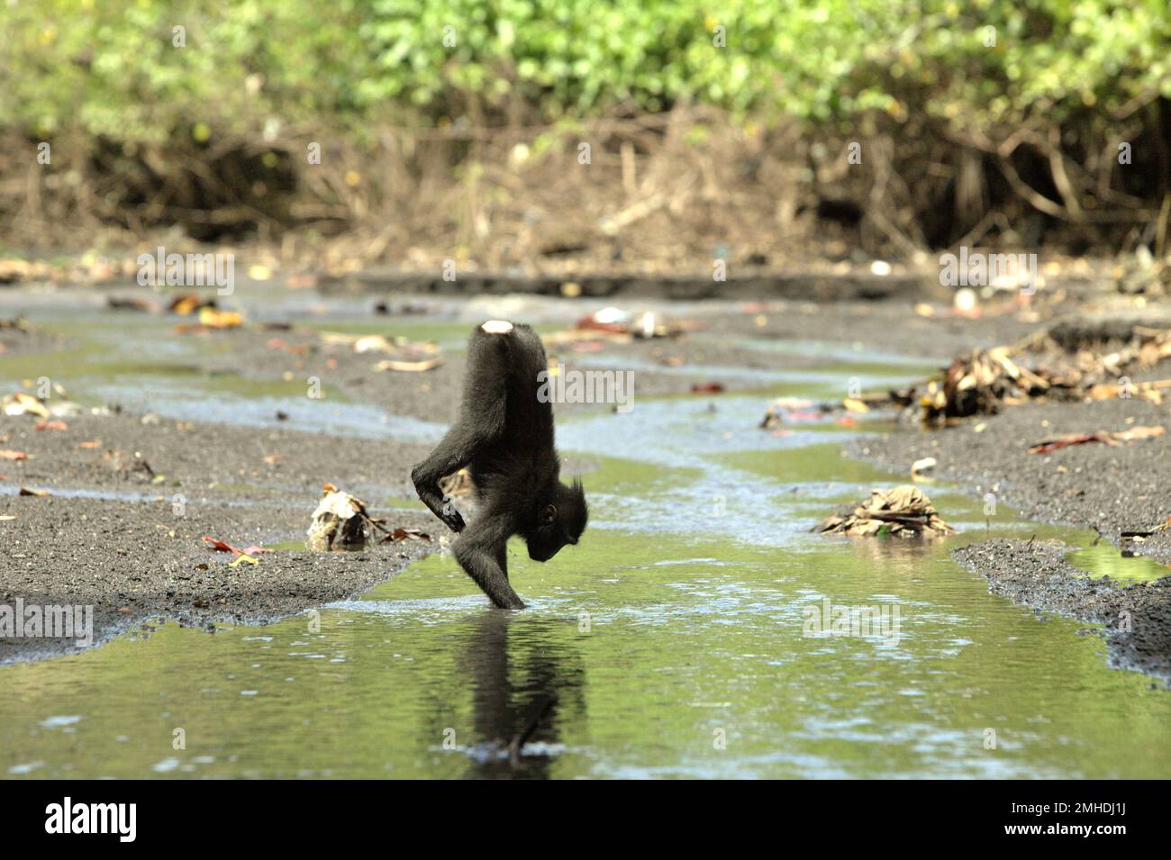 Im Naturschutzgebiet Tangkoko, Nord-Sulawesi, Indonesien, spielt ein Sulawesi-Schwarzkammmakak (Macaca nigra). Die Auswirkungen des Klimawandels auf die endemischen Arten sind auf verändertes Verhalten und Nahrungsverfügbarkeit zu sehen, die ihre Überlebensrate beeinflussen. „Wie die Menschen überhitzen sich Primaten und werden durch anhaltende körperliche Aktivität bei extrem heißem Wetter dehydriert“, so ein Wissenschaftler, Brogan M. Stewart, in seinem Bericht, der 2021 über das Gespräch veröffentlicht wurde. In einer wärmeren Zukunft müssten sie sich anpassen, sich ausruhen und in den heißesten Tageszeiten im Schatten bleiben. Das Hier... Stockfoto