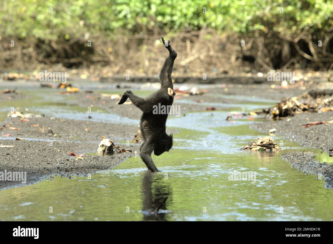 Im Naturschutzgebiet Tangkoko, Nord-Sulawesi, Indonesien, spielt ein Sulawesi-Schwarzkammmakak (Macaca nigra). Die Auswirkungen des Klimawandels auf die endemischen Arten sind auf verändertes Verhalten und Nahrungsverfügbarkeit zu sehen, die ihre Überlebensrate beeinflussen. „Wie die Menschen überhitzen sich Primaten und werden durch anhaltende körperliche Aktivität bei extrem heißem Wetter dehydriert“, so ein Wissenschaftler, Brogan M. Stewart, in seinem Bericht, der 2021 über das Gespräch veröffentlicht wurde. In einer wärmeren Zukunft müssten sie sich anpassen, sich ausruhen und in den heißesten Tageszeiten im Schatten bleiben. Das Hier... Stockfoto
