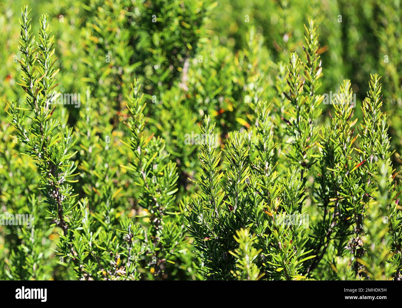 Rosemary Stockfoto