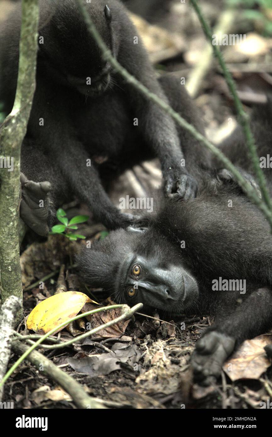 Eine Sulawesi-Schwarzkammmakake (Macaca nigra) wird von einer anderen Person im Naturschutzgebiet Tangkoko, North Sulawesi, Indonesien, gepflegt. Die Auswirkungen des Klimawandels auf endemische Arten lassen sich auf verändertes Verhalten und die Verfügbarkeit von Nahrungsmitteln beobachten. Das beeinflusst ihre Überlebensrate.  'wie die Menschen überhitzen sich Primaten und werden durch anhaltende körperliche Aktivität bei extrem heißem Wetter dehydriert', so ein Wissenschaftler, Brogan M. Stewart, in seinem Bericht, der 2021 über das Gespräch veröffentlicht wurde. In einer wärmeren Zukunft müssten sie sich anpassen, sich ausruhen und in den heißesten Zeiten im Schatten bleiben. Stockfoto