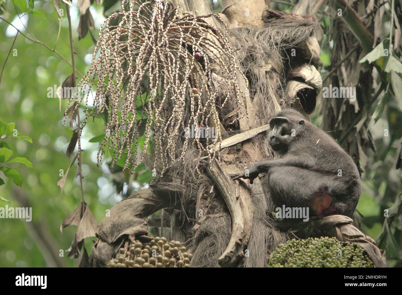 Eine Sulawesi-Schwarzkammmakake (Macaca nigra) forscht auf einer Zuckerpalme (Arenga pinnata) im Tangkoko-Wald, Nord-Sulawesi, Indonesien. Macaca nigra, eine endemische Affenart, wird aufgrund ihrer Razzia manchmal als Schädling angesehen. Die Zuckerpalme ist eine wirtschaftlich wichtige Pflanze in der indonesischen Provinz. Die Auswirkungen des Klimawandels auf die endemischen Arten sind auf verändertes Verhalten und Nahrungsverfügbarkeit zu sehen, die ihre Überlebensrate beeinflussen. Wie die Menschen überhitzen sich Primaten und werden bei extremer Hitze durch körperliche Aktivität dehydriert. Stockfoto