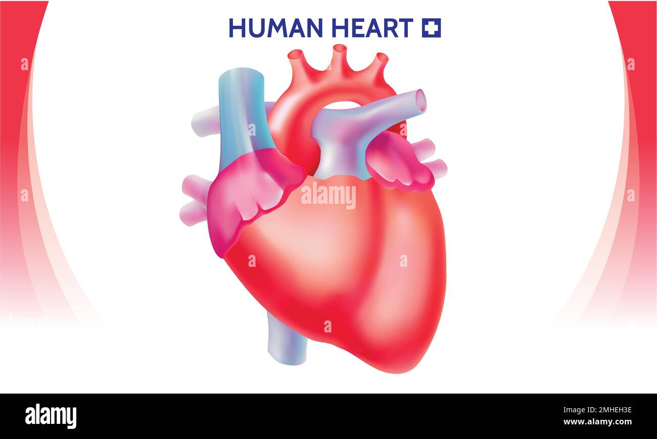 Menschliches Herz isoliert auf weißem Hintergrund. Kardiologie, Anatomiekonzept. Vektor-Cartoon-Design Stock Vektor