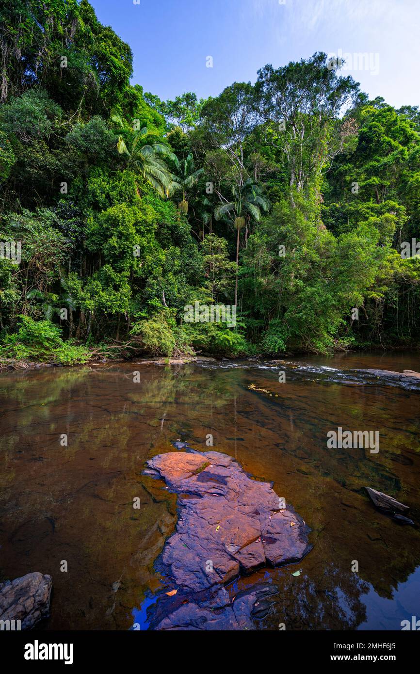 Regenwald am Ufer des Obi Obi Creek, Blackall Range, nahe Maleny, Sunshine Coast Hinterland Queensland Stockfoto