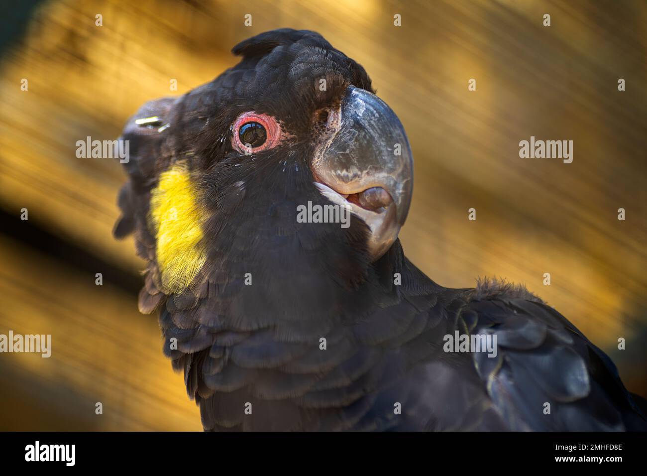 Nahaufnahme des Gelbschwanzkakadu (Calyptorhynchus funereus) Stockfoto