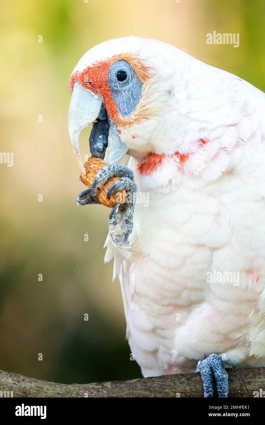 langschnabelkorella (Cacatua tenuirostris), die Erdnuss während des Essens in Klauen hält. Stockfoto