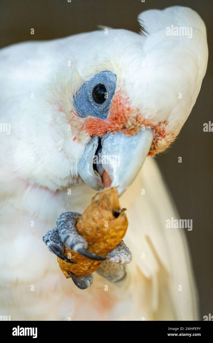 Nahaufnahme von Little corella (Cacatua sanguinea) mit einer Erdnuss. Stockfoto