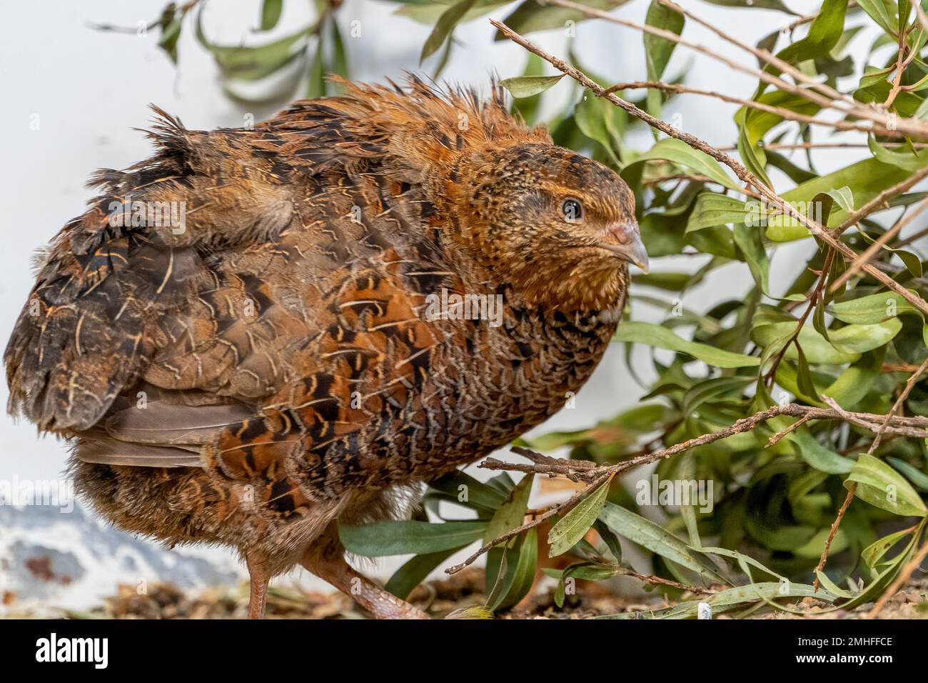 Wachtel (Corturnix coturnix) Stockfoto